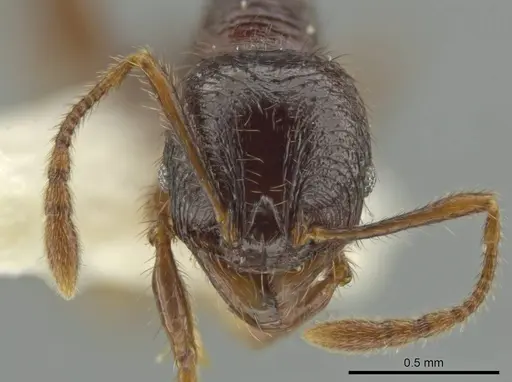 Pheidole vomer specimen CASENT0645892 image casent0645892_2