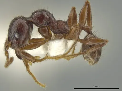 Pheidole vomer specimen CASENT0645892 image casent0645892_3
