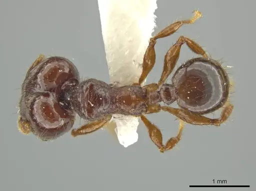 Pheidole vomer specimen JTLC000016572 image jtlc000016572_1