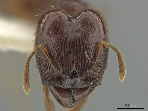 Pheidole vomer specimen JTLC000016572 image jtlc000016572_2