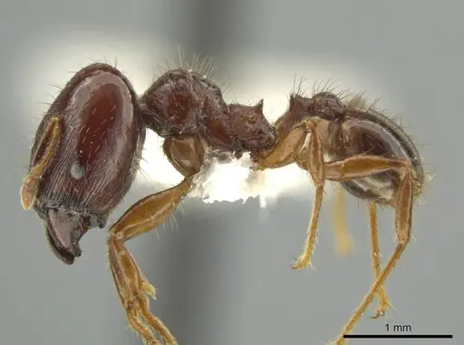 Pheidole vomer specimen JTLC000016572 image jtlc000016572_3