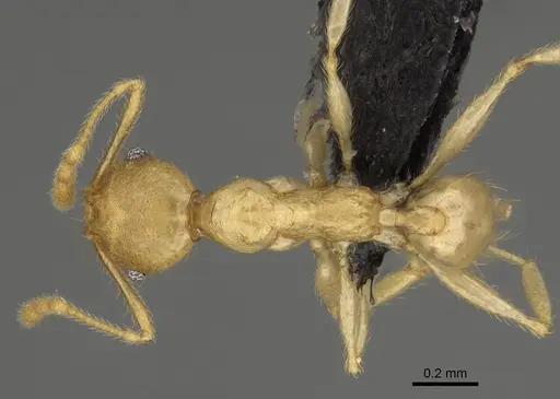 Pheidole vony specimen CASENT0498053 image casent0498053_1