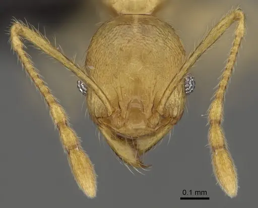 Pheidole vony specimen CASENT0498053 image casent0498053_2