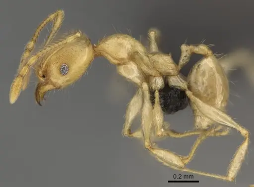 Pheidole vony specimen CASENT0498053 image casent0498053_3