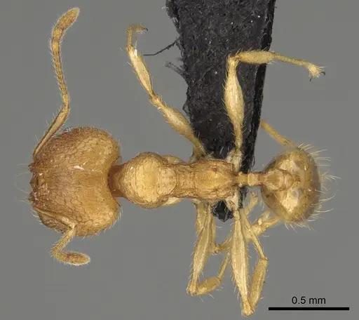 Pheidole vony specimen CASENT0498055 image casent0498055_1