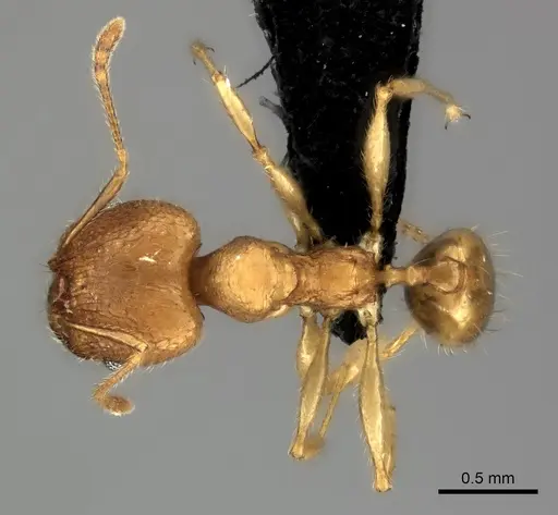 Pheidole vony specimen CASENT0498055 image casent0498055_2