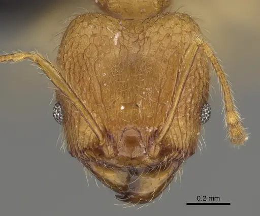 Pheidole vony specimen CASENT0498055 image casent0498055_3