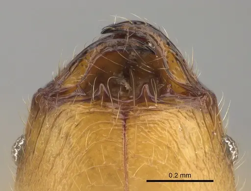 Pheidole vony specimen CASENT0498055 image casent0498055_4