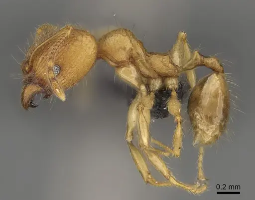 Pheidole vony specimen CASENT0498055 image casent0498055_5