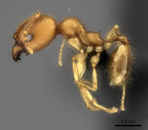 Pheidole vony specimen CASENT0498055 image casent0498055_6