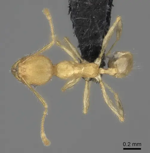 Pheidole vony specimen CASENT0498131 image casent0498131_1