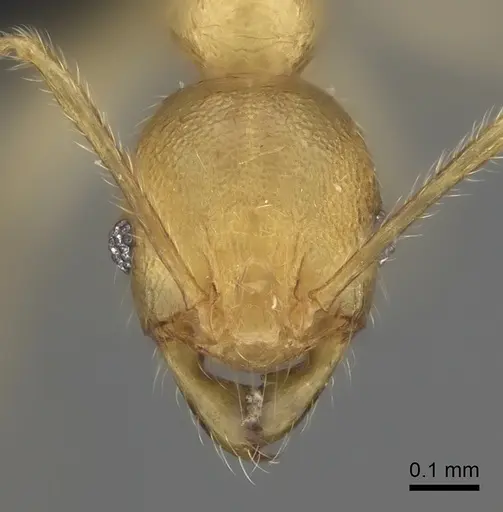 Pheidole vony specimen CASENT0498131 image casent0498131_2