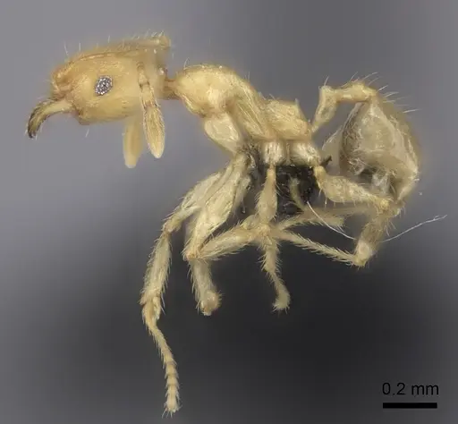Pheidole vony specimen CASENT0498131 image casent0498131_3