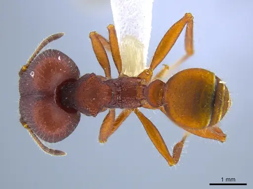 Pheidole vorax specimen CASENT0633562 image casent0633562_1