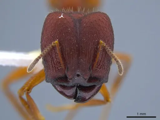 Pheidole vorax specimen CASENT0633562 image casent0633562_2