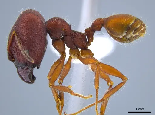Pheidole vorax specimen CASENT0633562 image casent0633562_3