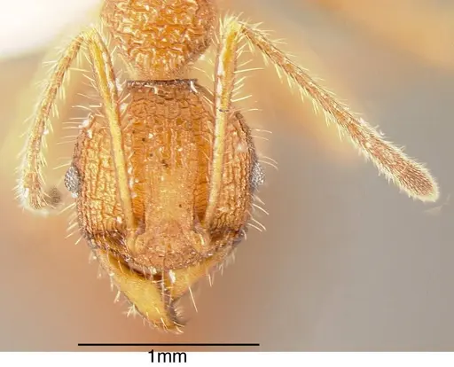 Pheidole vorax specimen CASENT0635540 image casent0635540_1