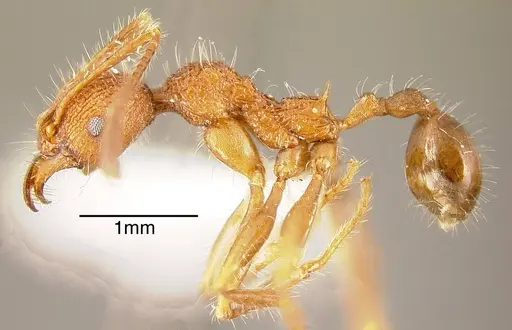 Pheidole vorax specimen CASENT0635540 image casent0635540_2