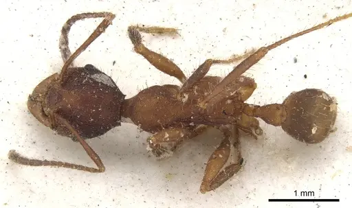 Pheidole vorax specimen CASENT0901585 image casent0901585_1