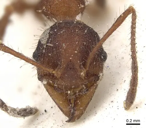 Pheidole vorax specimen CASENT0901585 image casent0901585_2