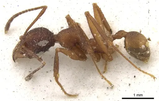 Pheidole vorax specimen CASENT0901585 image casent0901585_3