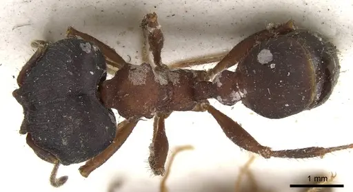 Pheidole vorax specimen CASENT0901586 image casent0901586_1