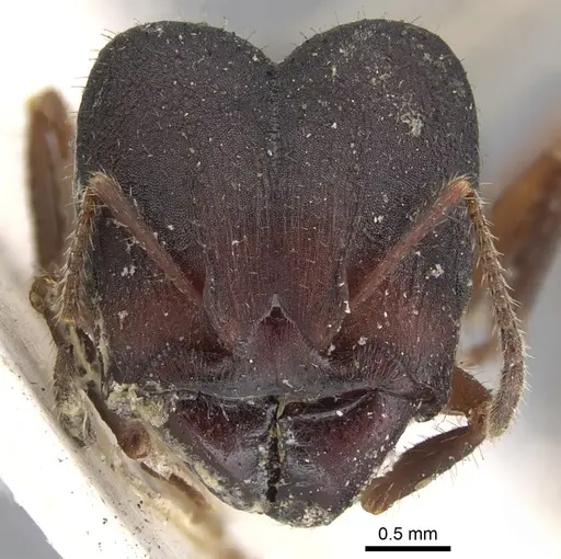 Pheidole vorax specimen CASENT0901586 image casent0901586_2