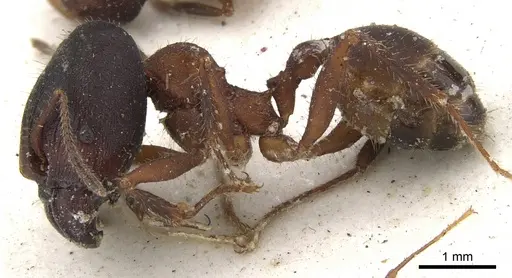 Pheidole vorax specimen CASENT0901586 image casent0901586_3