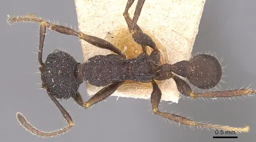Pheidole vorax specimen CASENT0904346 image casent0904346_1