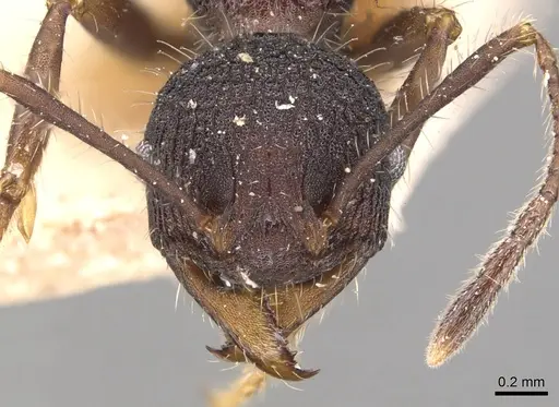 Pheidole vorax specimen CASENT0904346 image casent0904346_2