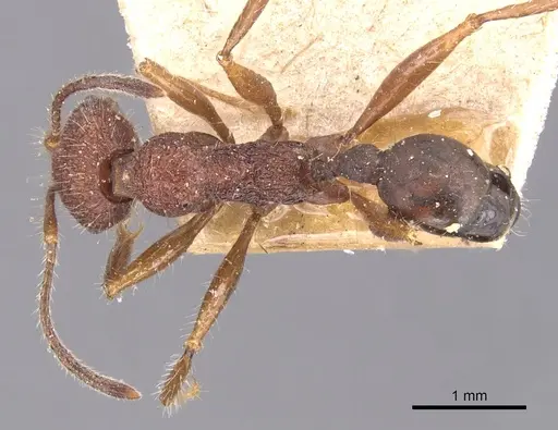 Pheidole vorax specimen CASENT0904347 image casent0904347_1