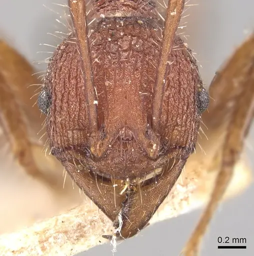 Pheidole vorax specimen CASENT0904347 image casent0904347_2