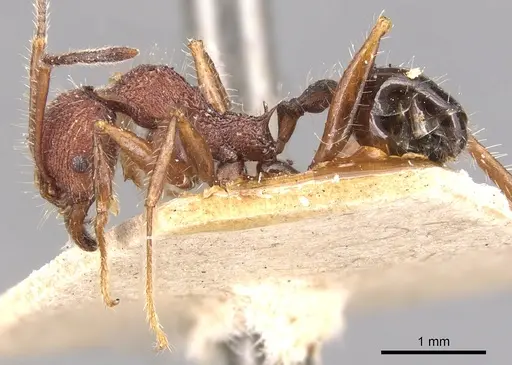 Pheidole vorax specimen CASENT0904347 image casent0904347_3