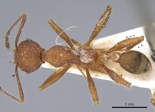 Pheidole vorax specimen CASENT0919772 image casent0919772_1