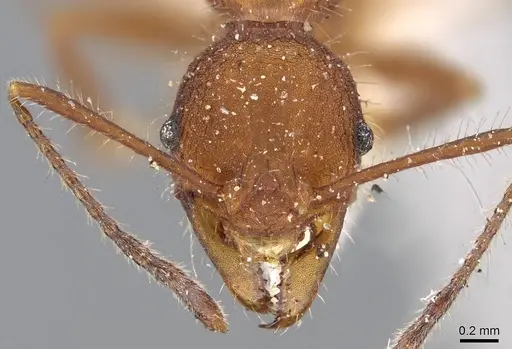 Pheidole vorax specimen CASENT0919772 image casent0919772_2