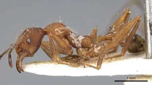 Pheidole vorax specimen CASENT0919772 image casent0919772_3