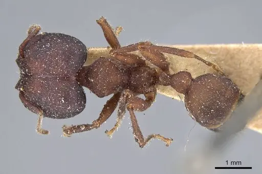 Pheidole vorax specimen CASENT0919773 image casent0919773_1