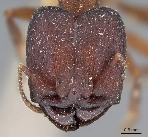 Pheidole vorax specimen CASENT0919773 image casent0919773_2