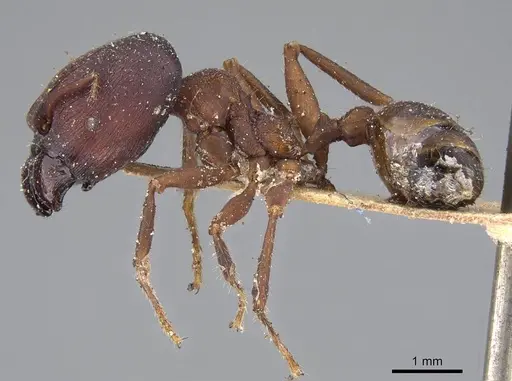 Pheidole vorax specimen CASENT0919773 image casent0919773_3
