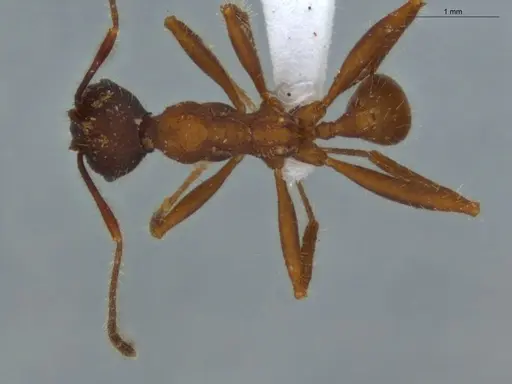 Pheidole vorax specimen ECOFOG-KW14-0051-09 image ecofog-kw14-0051-09_1