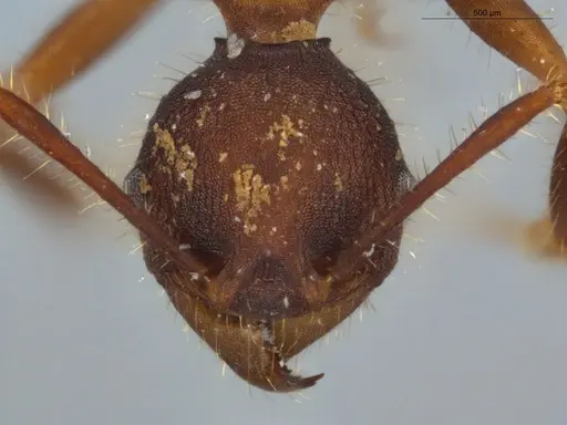 Pheidole vorax specimen ECOFOG-KW14-0051-09 image ecofog-kw14-0051-09_2