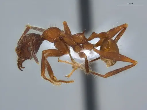 Pheidole vorax specimen ECOFOG-KW14-0051-09 image ecofog-kw14-0051-09_3