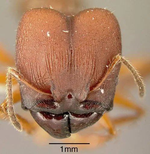 Pheidole vorax specimen INBIOCRI002279426 image inbiocri002279426_1