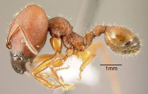 Pheidole vorax specimen INBIOCRI002279426 image inbiocri002279426_2