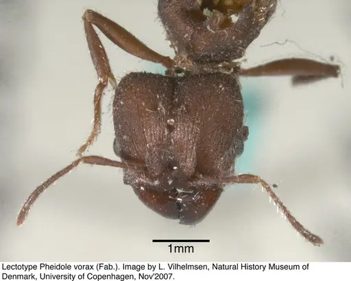 Pheidole vorax specimen JTL297453 image jtl297453_1
