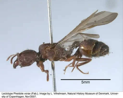 Pheidole vorax specimen JTL297453 image jtl297453_2