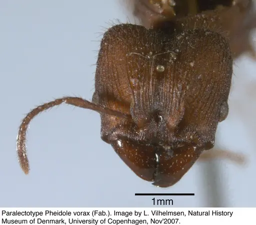 Pheidole vorax specimen JTL297454 image jtl297454_1