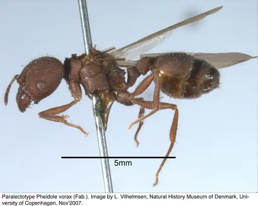 Pheidole vorax specimen JTL297454 image jtl297454_2