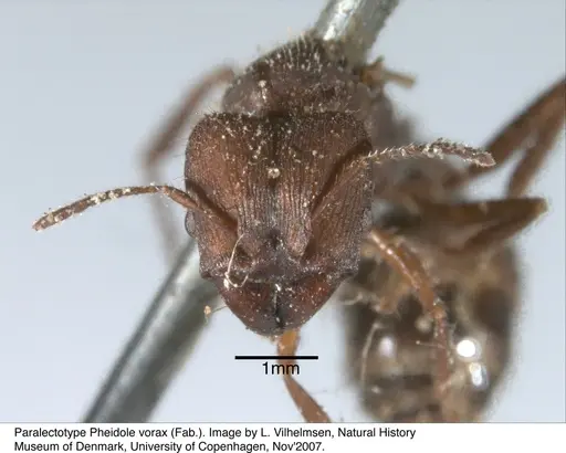 Pheidole vorax specimen JTL297455 image jtl297455_1