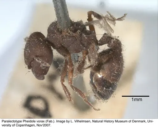 Pheidole vorax specimen JTL297455 image jtl297455_2